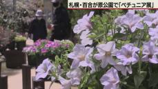 札幌の百合が原公園に「花壇の女王」ペチュニアずらり　