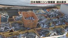 日本海沿岸ニシン漁　過去最高に　資源回復傾向続く