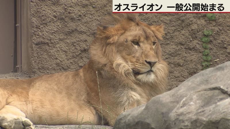 札幌・円山動物園 オスライオン　一般公開始まる