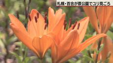 ２万本が次々と開花…札幌・百合が原公園でユリが見ごろ