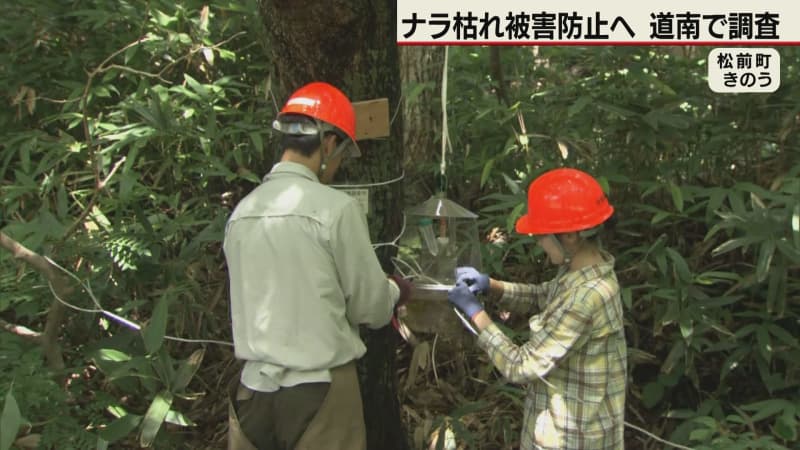 「ナラ枯れ」被害防げ　松前町で害虫の生息域を調査