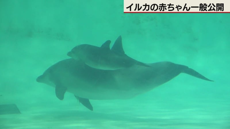 お母さんにぴったり　おたる水族館　バンドウイルカの赤ちゃん一般公開