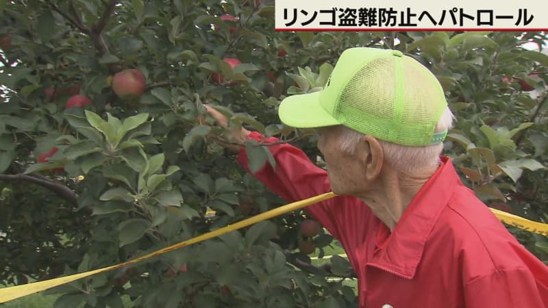 400個のリンゴが盗まれたリンゴ並木で盗難防止パトロール