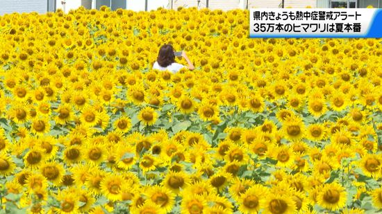 石川県内は今日も熱中症警戒アラート　津幡町「ひまわり村」35万本のヒマワリが夏本番