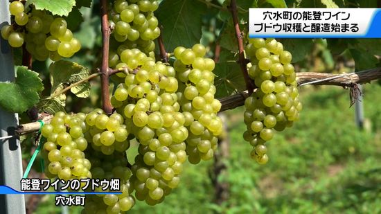 震災後初めてのワイン醸造開始　能登ワイン「一歩一歩前に…」