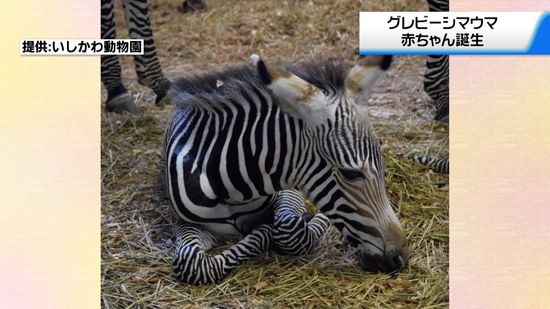 絶滅危惧種　グレビーシマウマの赤ちゃん誕生　石川・いしかわ動物園