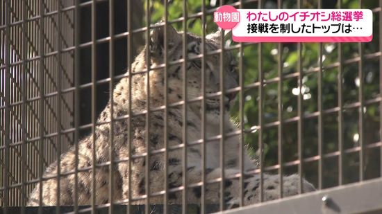 いしかわ動物園わたしのイチオシ総選挙　レッサーパンダ3連覇逃す…獲得票数1位は？