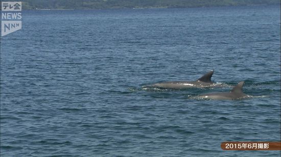 能登のきらめき～イルカにあえる海　石川県七尾市・能登島