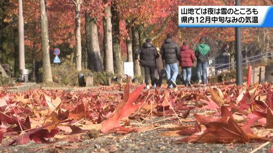 アメリカ楓通り紅葉見ごろ　石川県内冷え込み強まる　夜は山地で雪の可能性