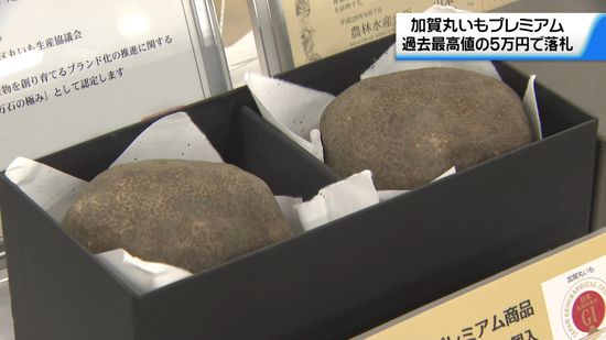 加賀丸いも初競り　最上級品は過去最高値の5万円に