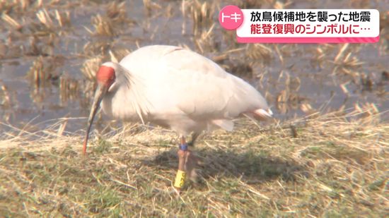 能登の空舞うトキ“復興のシンボル”に　放鳥目指す石川県が有識者会議を開催　