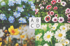 【心理テスト】自宅を一面の花で囲むならどの花にする？　答えでわかるもう1人のあなた