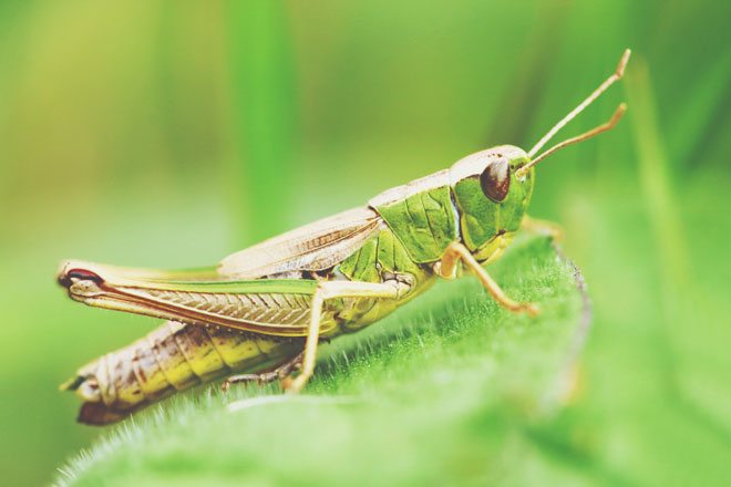 夢占い バッタの夢は努力が実を結ぶ吉夢 虫の夢が暗示することとは 記事詳細 Infoseekニュース