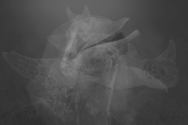 心理テスト 最初に見えた動物はどれ 答えでわかる運命の人を引き寄せる力 記事詳細 Infoseekニュース