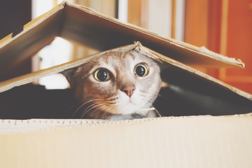 12星座のニュース - 12星座【もしも猫になったら？】双子座は ...