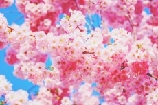 4月の開運壁紙】恋愛運は「ピンクの桜」、仕事運は「地球儀」の写真で