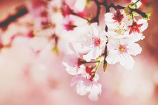 開運壁紙 3月は出会いと恋の月 桜 の壁紙で恋を開花させよう 記事詳細 Infoseekニュース