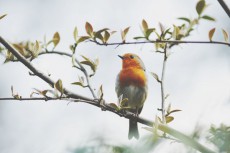 【心理テスト】鳥はどこへ行く？　答えでわかるあなたを苦しめるストレスの正体