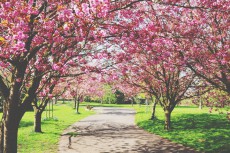 4月の開運壁紙 恋愛運は 桜の庭園 金運は うぐいす の写真で運気アップ 記事詳細 Infoseekニュース