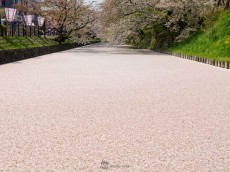 
まるで桜の花びら回廊、青森・弘前公園
        