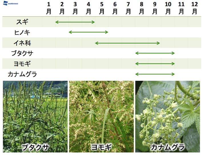 
秋も注意!?　花粉症を引き起こす植物と飛散シーズン
        