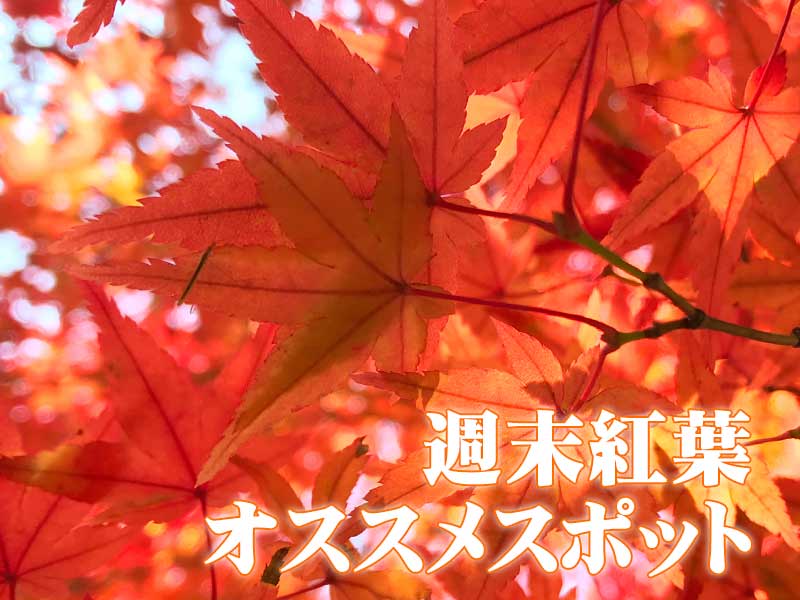 
【紅葉】おすすめスポット（11月10日〜11日）
        