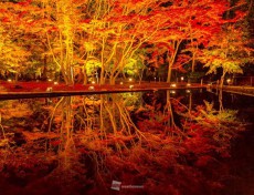 
夜の紅葉絶景　水鏡に映える木々　～岐阜・曽木公園～
        