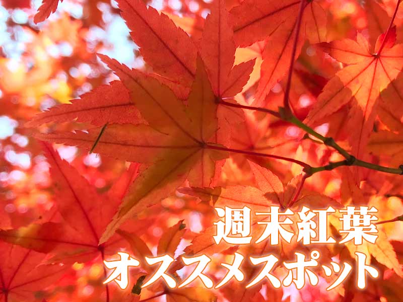 
【紅葉】おすすめスポット（11月16日〜18日）
        