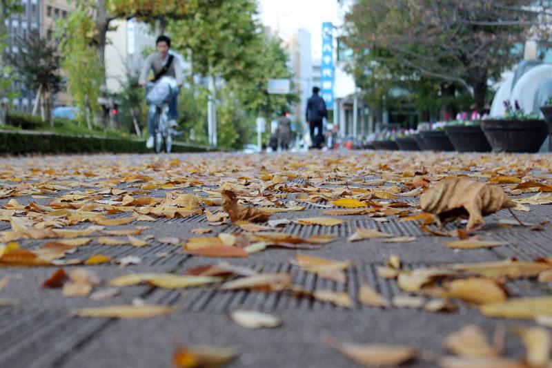 
39年ぶり　東京地方の木枯らし1号発表なしが濃厚に
        