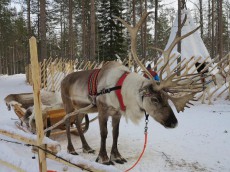 
クリスマスに活躍するトナカイの角はオスもメスも立派！その理由とは
        