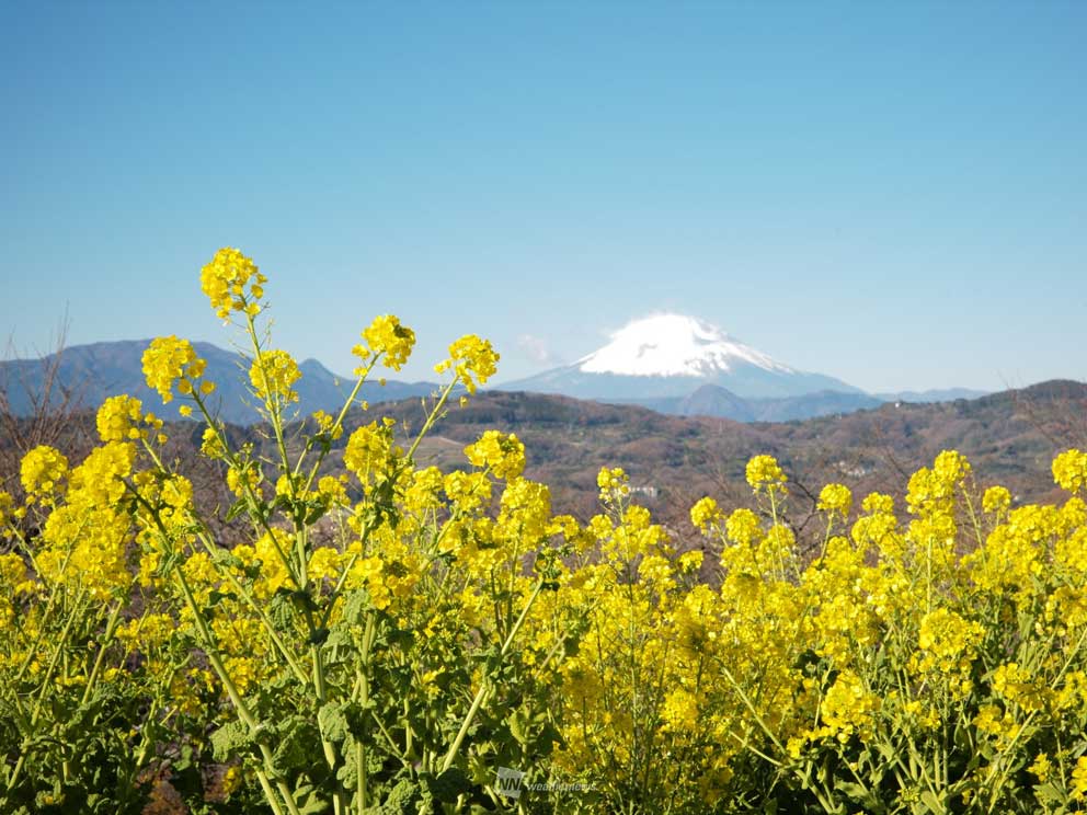 
春を先取り　菜の花と早春の富士　神奈川
        