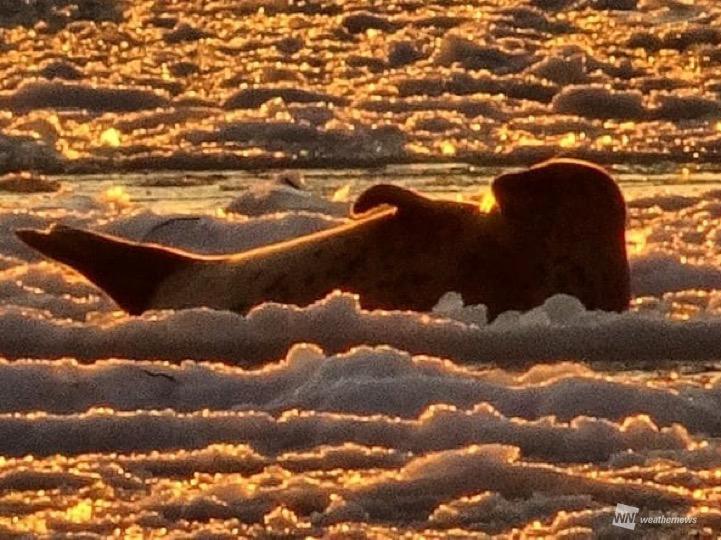 
夕焼けに染まるサロマ湖　氷上に寝そべるアザラシの姿
        