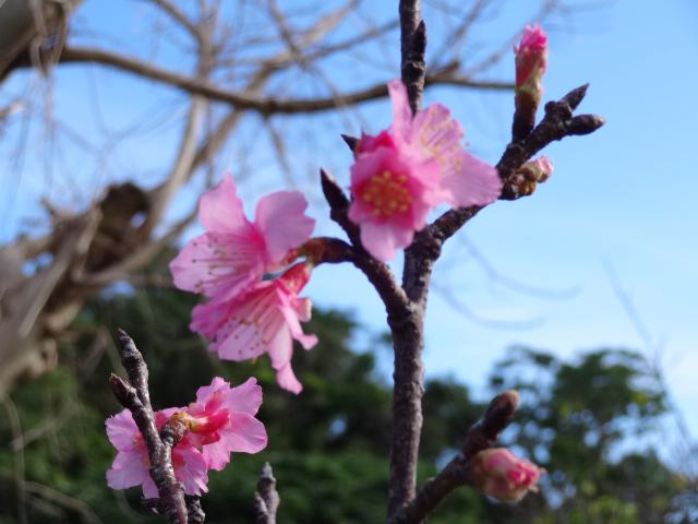 
宮古島でヒカンザクラ開花　今シーズン初となる桜の観測
        