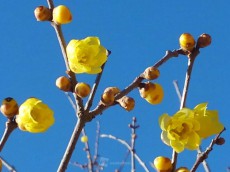 
日差しポカポカ　花もスクスク
        