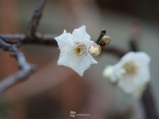 
東京で梅が開花　1月下旬の開花は4年ぶり
        