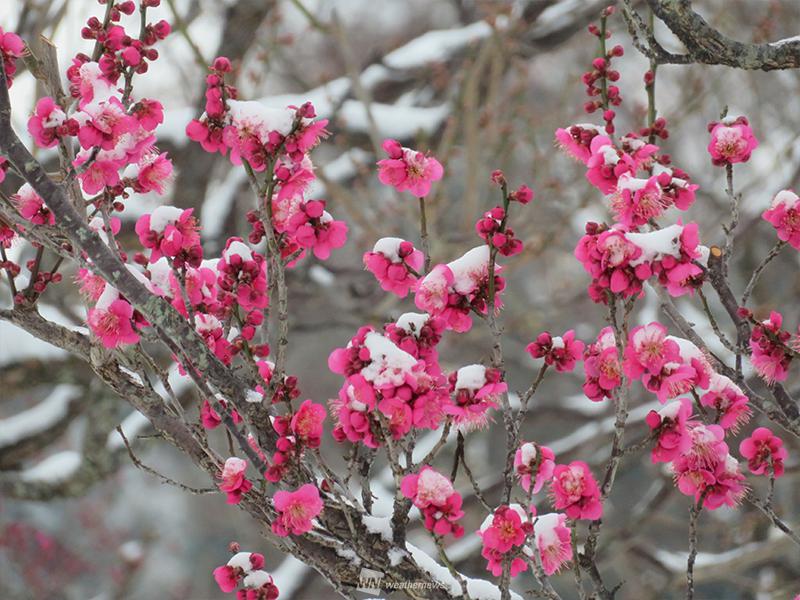 
関東 雪に凍える草花たち
        