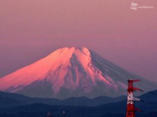 
晴天の朝　埼玉から見えた鮮やかに染まる紅富士
        