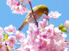 
東京の河津桜は見頃　ソメイヨシノは？
        