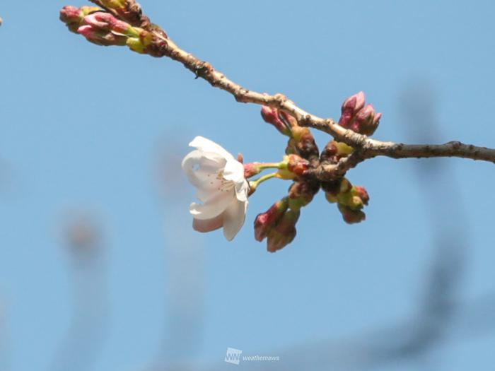 
東京・靖国神社で桜開花　平年よりも5日早く
        