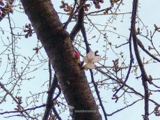 
長崎で桜開花　今年のソメイヨシノ開花一番乗り
        