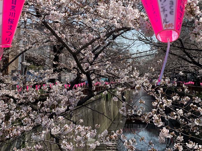 
東京の桜　今週中頃にも満開へ
        