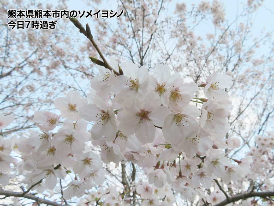 
熊本でソメイヨシノ開花　九州最後になるのは初　今年から標本木が変更
        