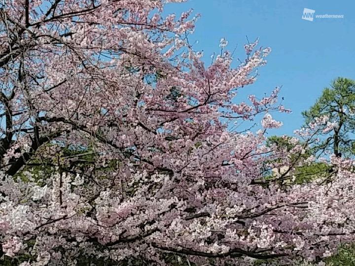 
東京の桜が満開に　今年のソメイヨシノ全国一番乗り
        