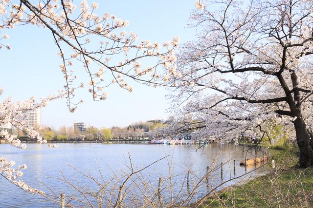 
上野公園が元祖？　ソメイヨシノの原木の可能性
        