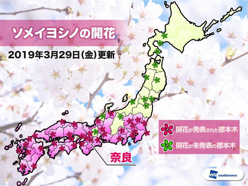 
29日(金)は福岡、高知で桜満開　開花は奈良1ヶ所のみ
        