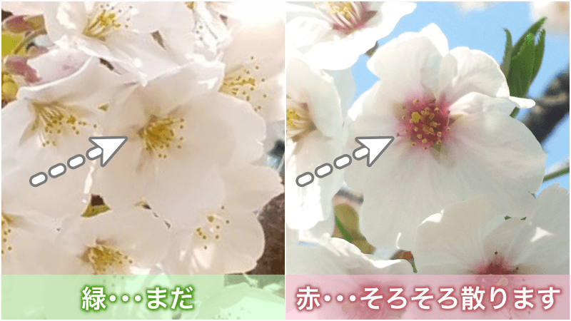 
東京は今週末がお花見ラストチャンス　桜が散るかどうかはココで見分ける
        