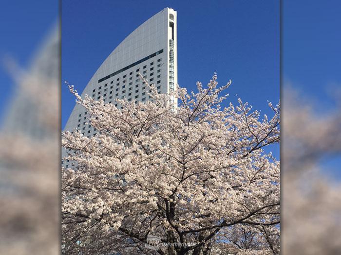 
東京周辺 澄んだ青空に映える満開の桜
        