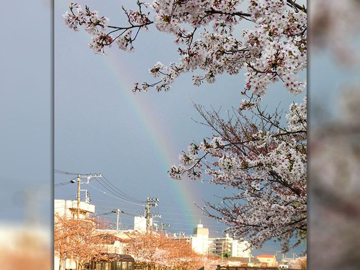 
一瞬の雨が創り出した桜と虹のコラボ
        