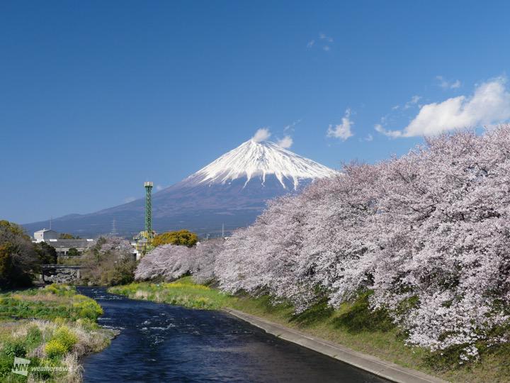 
富士に桜　日本を代表する2つの絶景がコラボ
        