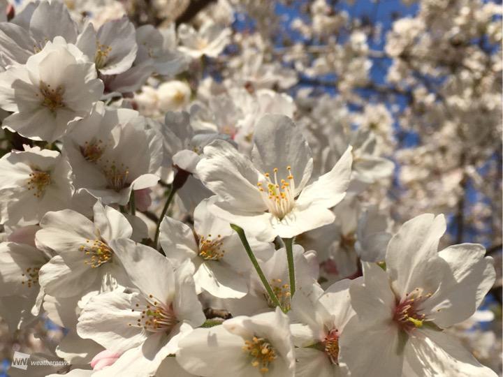 
大阪、名古屋で桜満開　春の陽気が戻りようやく咲きそろう
        